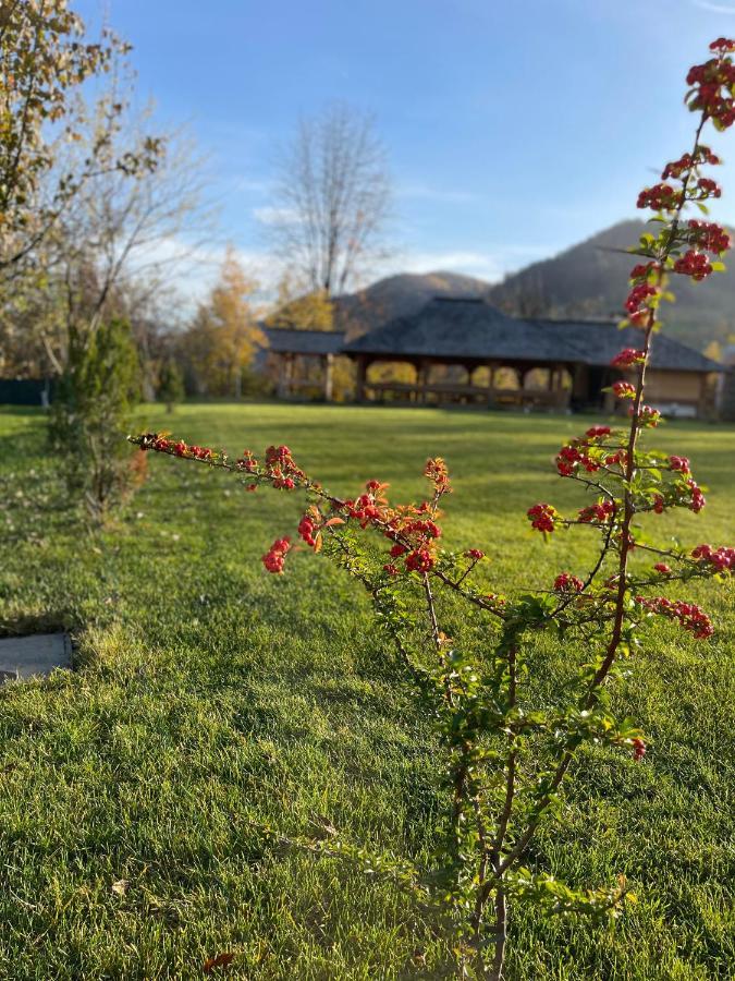 Pensiunea Coronita Viseu de Sus Bagian luar foto